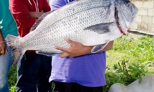 Damme se Mosselkraker